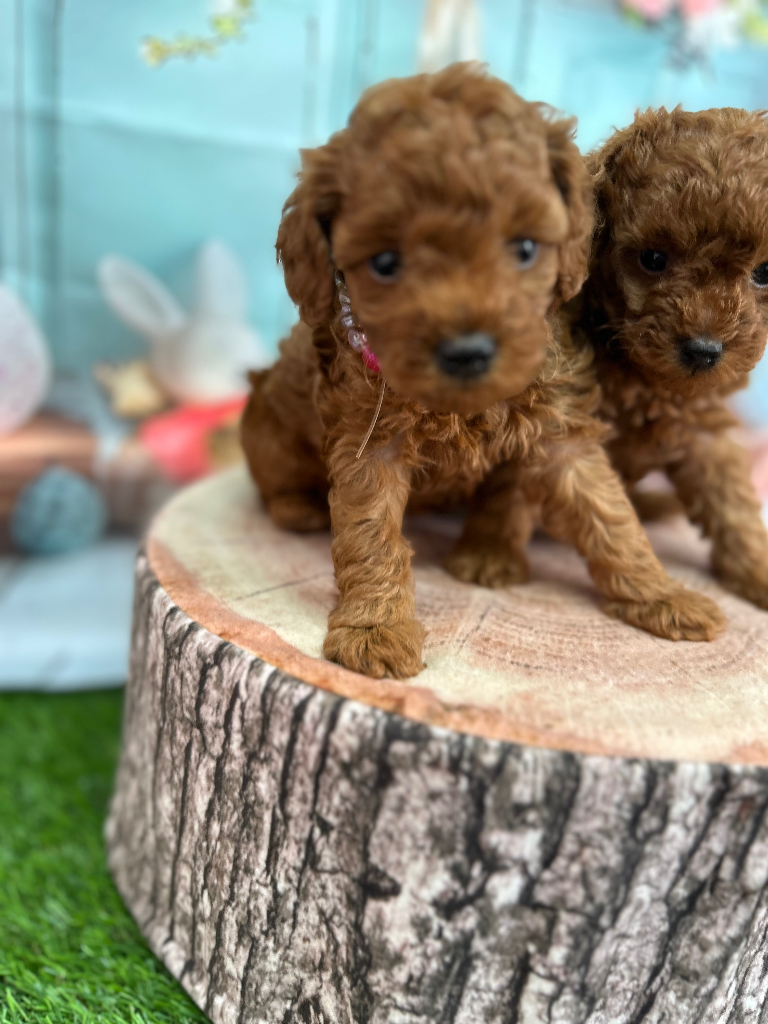 トイプードル レッドフォン女の子/2025.8月