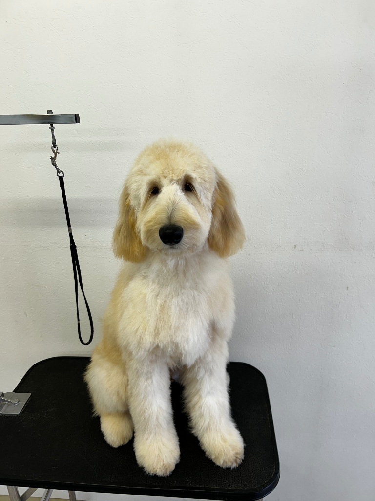 Gドゥードル8.22生まれ🟦青首輪♂