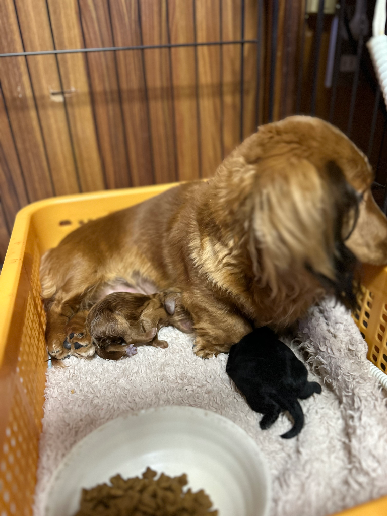 2.20 ダップーちゃんが生まれました