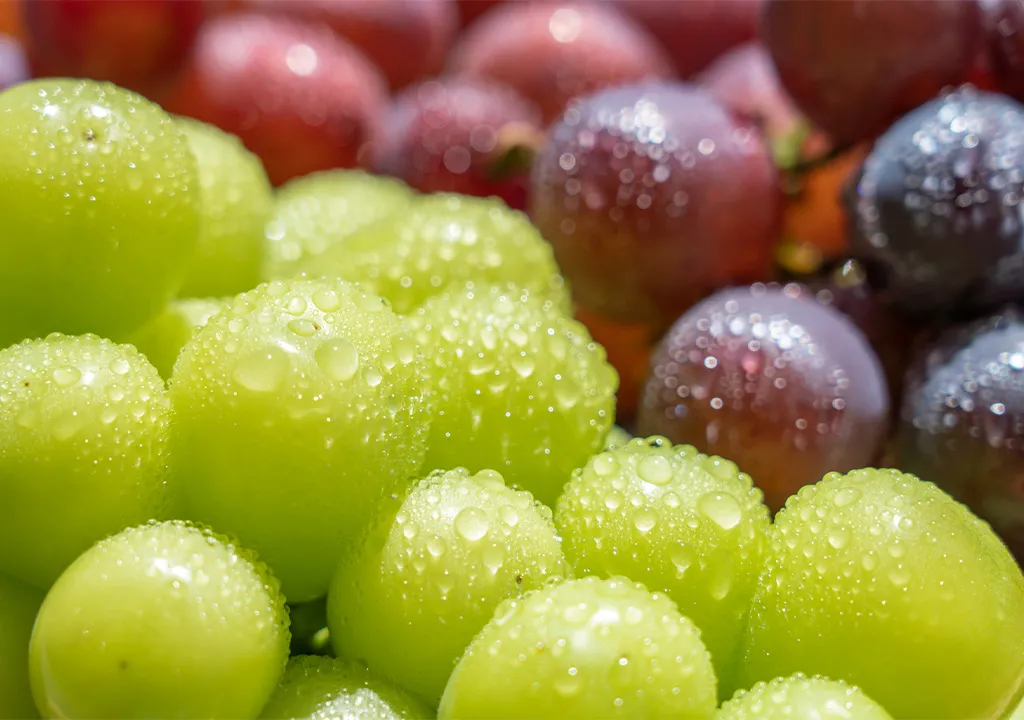 技術ではなく、「結果」で選ばれる農業を