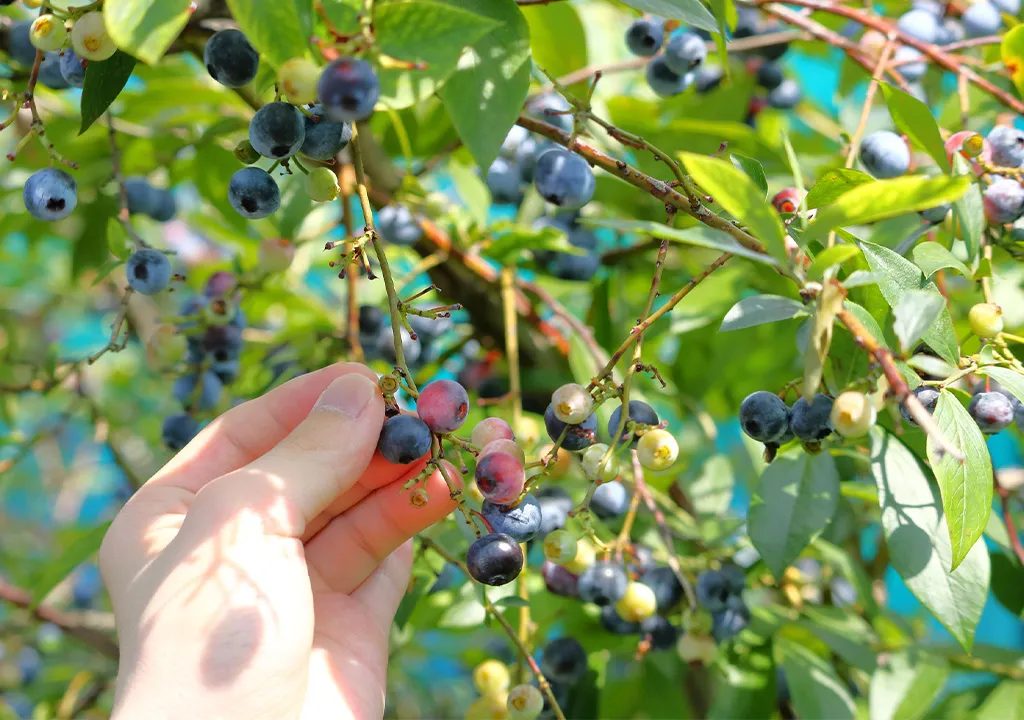 作物の状態を“見える化”