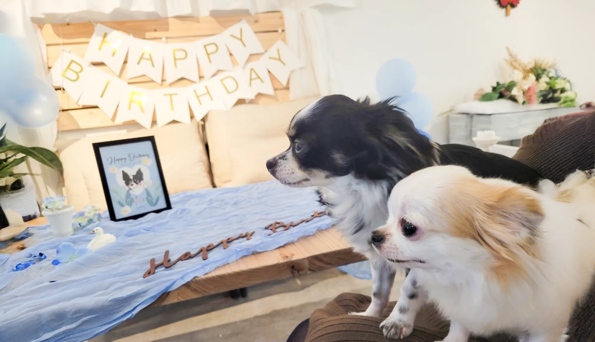 昼はカフェ、夜は居酒屋。八女郡広川町のペット可の当店は、口コミで愛されるお店を目指しています!