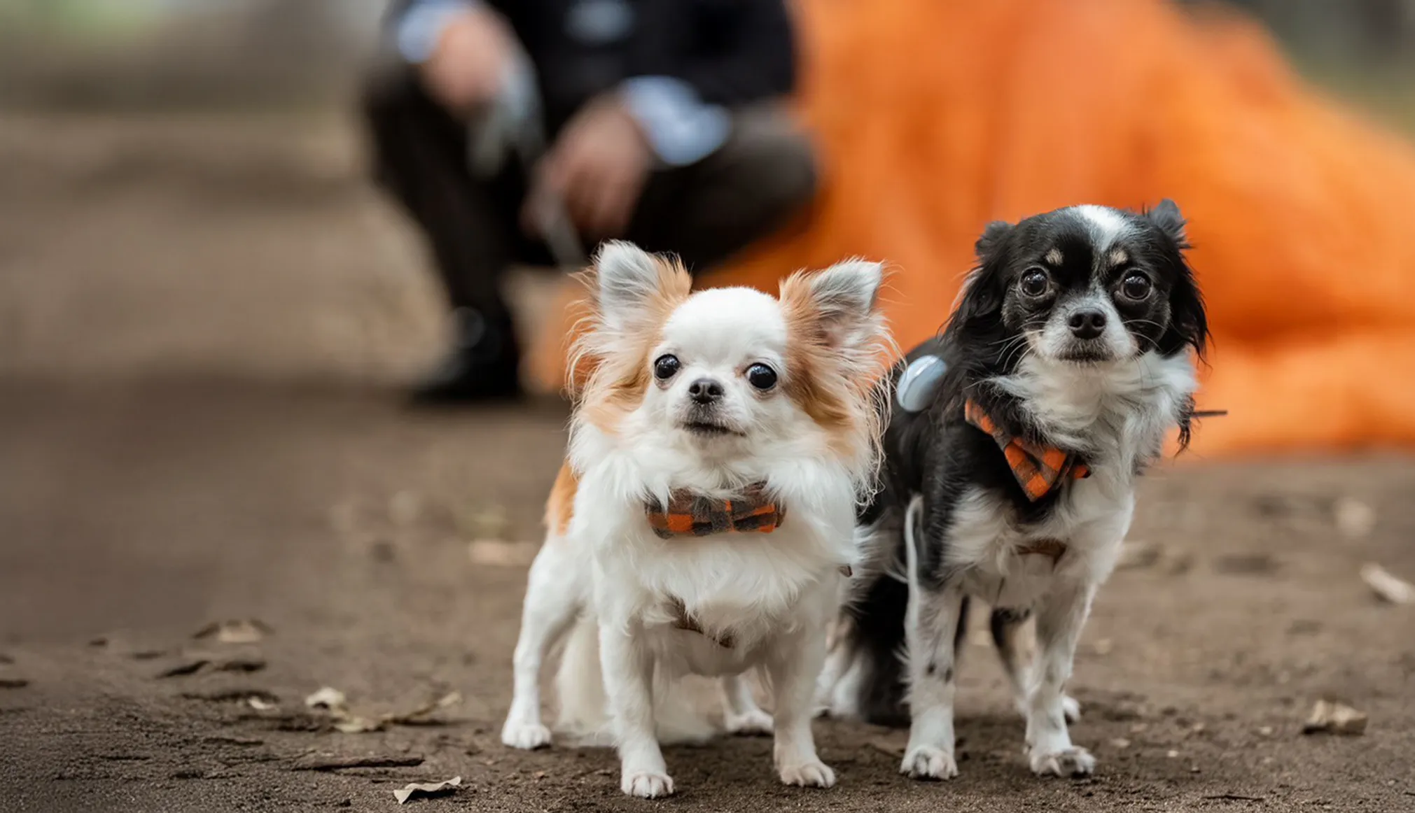 昼はカフェ、夜は居酒屋。八女郡広川町のペット可の当店は、口コミで愛されるお店を目指しています!